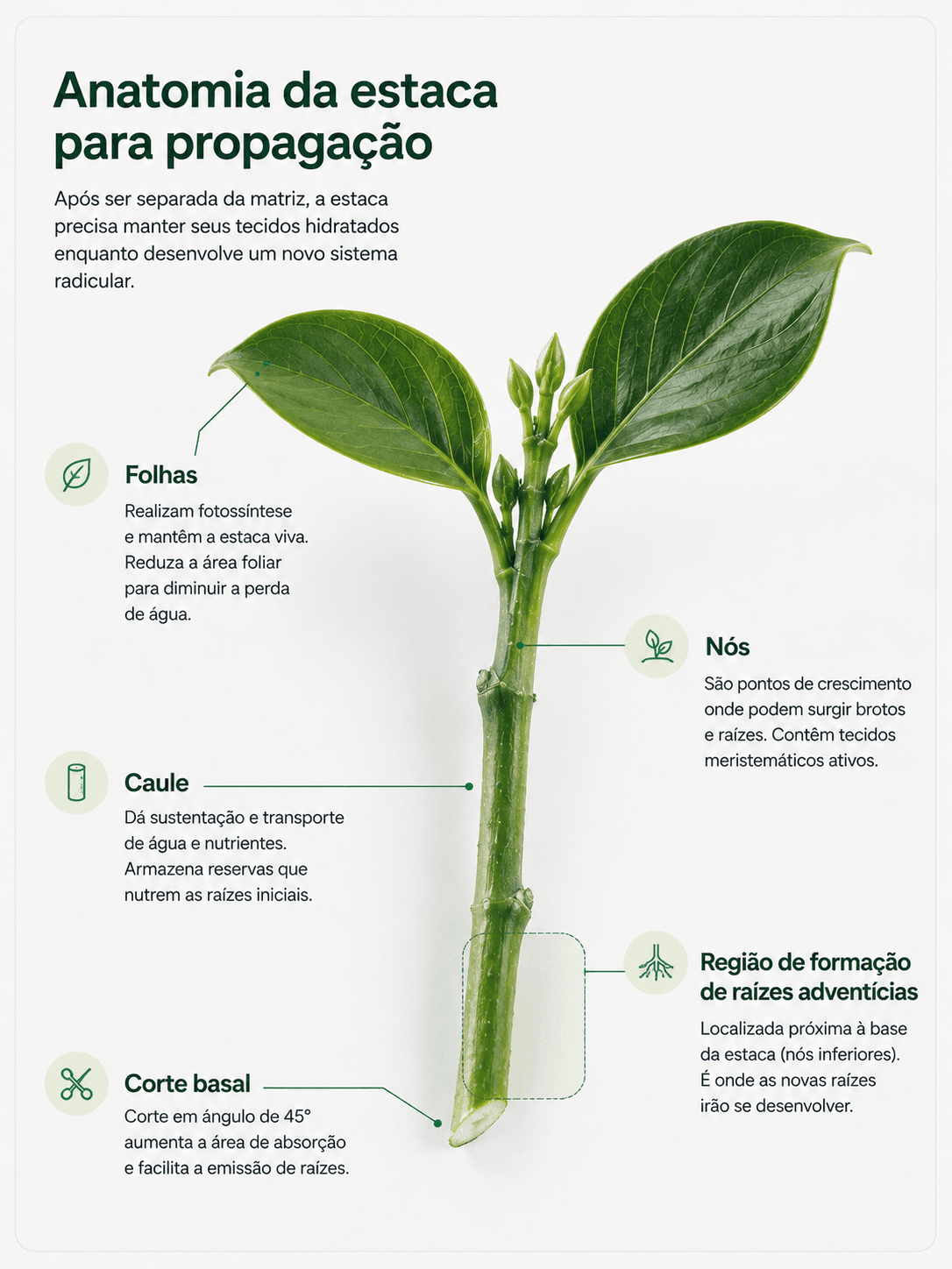 Diagrama mostrando folhas, nós, caule, corte basal e região de formação de raízes adventícias em uma estaca