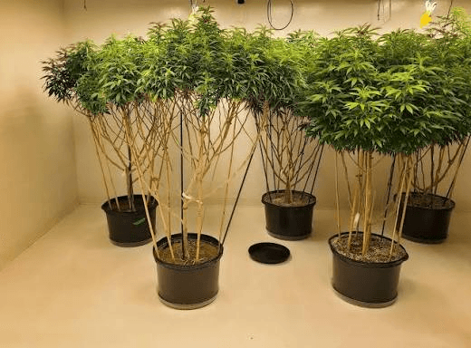 Planta matriz saudável sendo avaliada para retirada de estacas