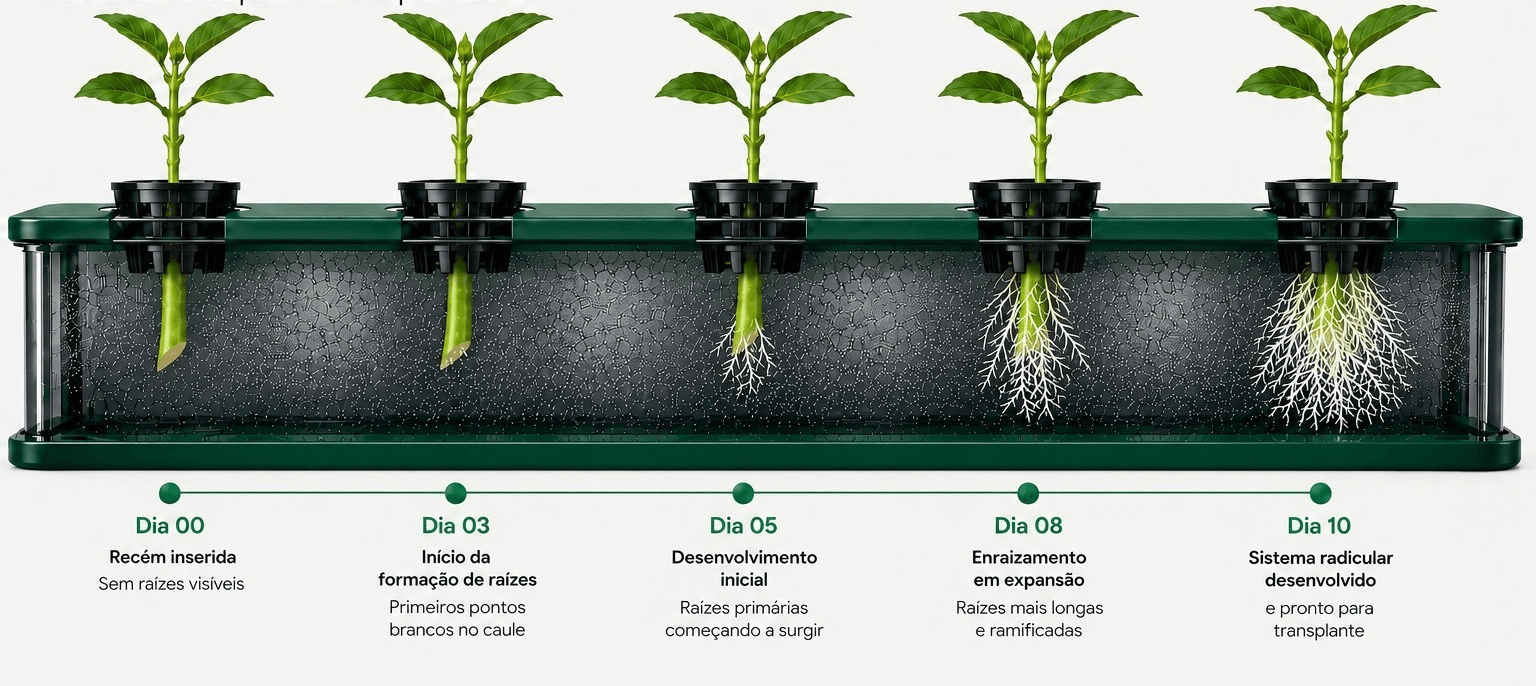 Estacas em diferentes estágios de enraizamento em um aeroclonador Deep Garden